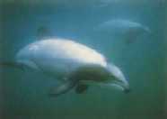 Hector's dolphin